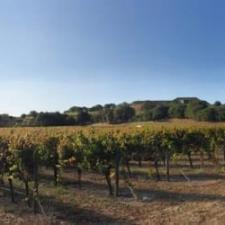 artesa-vineyards-winery-creative-septic-treatment-design 0